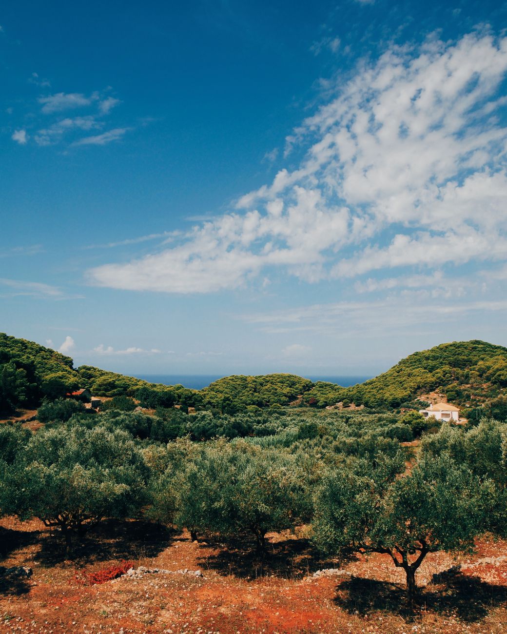 Sunlit olive groves in the Mediterranean